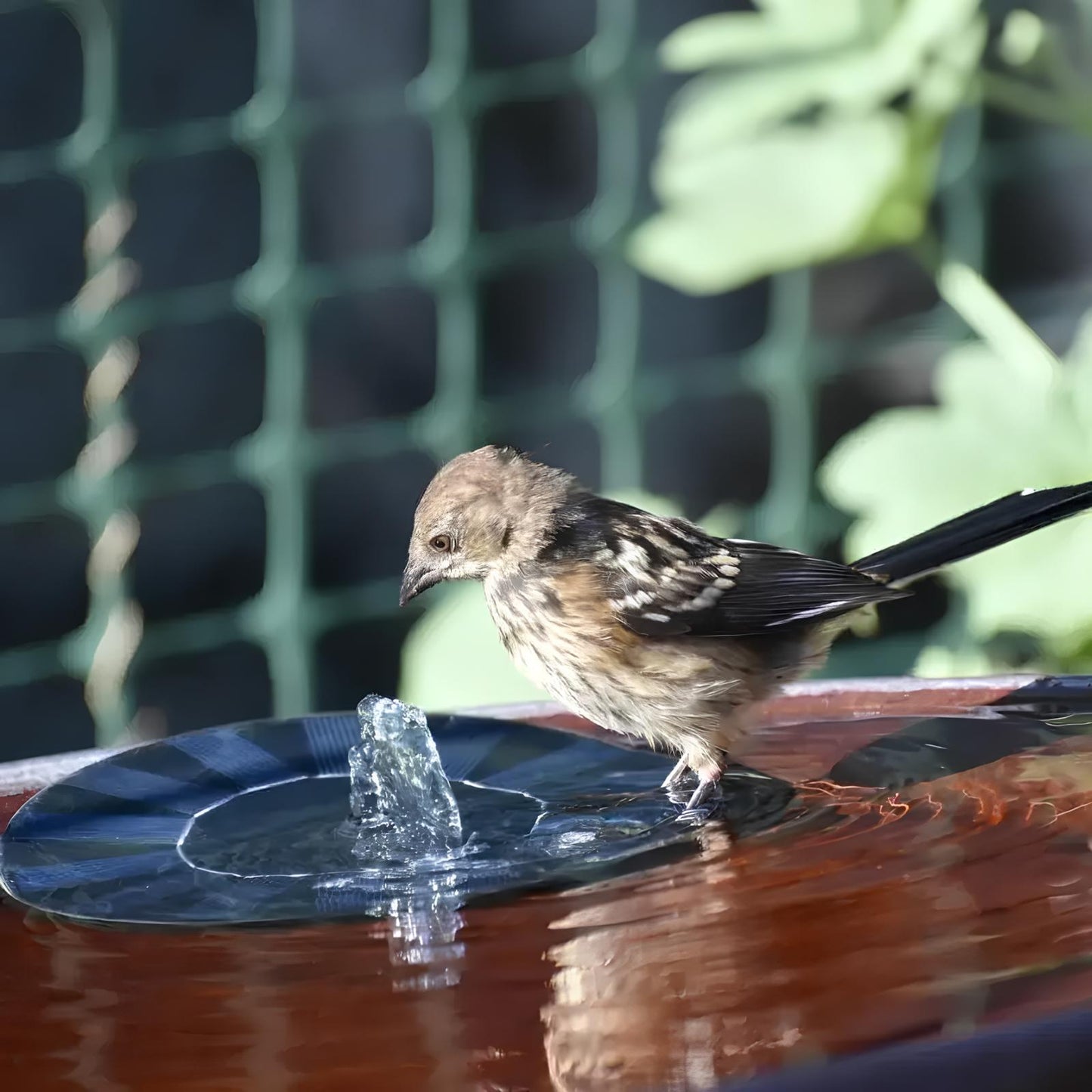 Mini Solar Water Fountain Pool Pond - Homevalley.co.uk